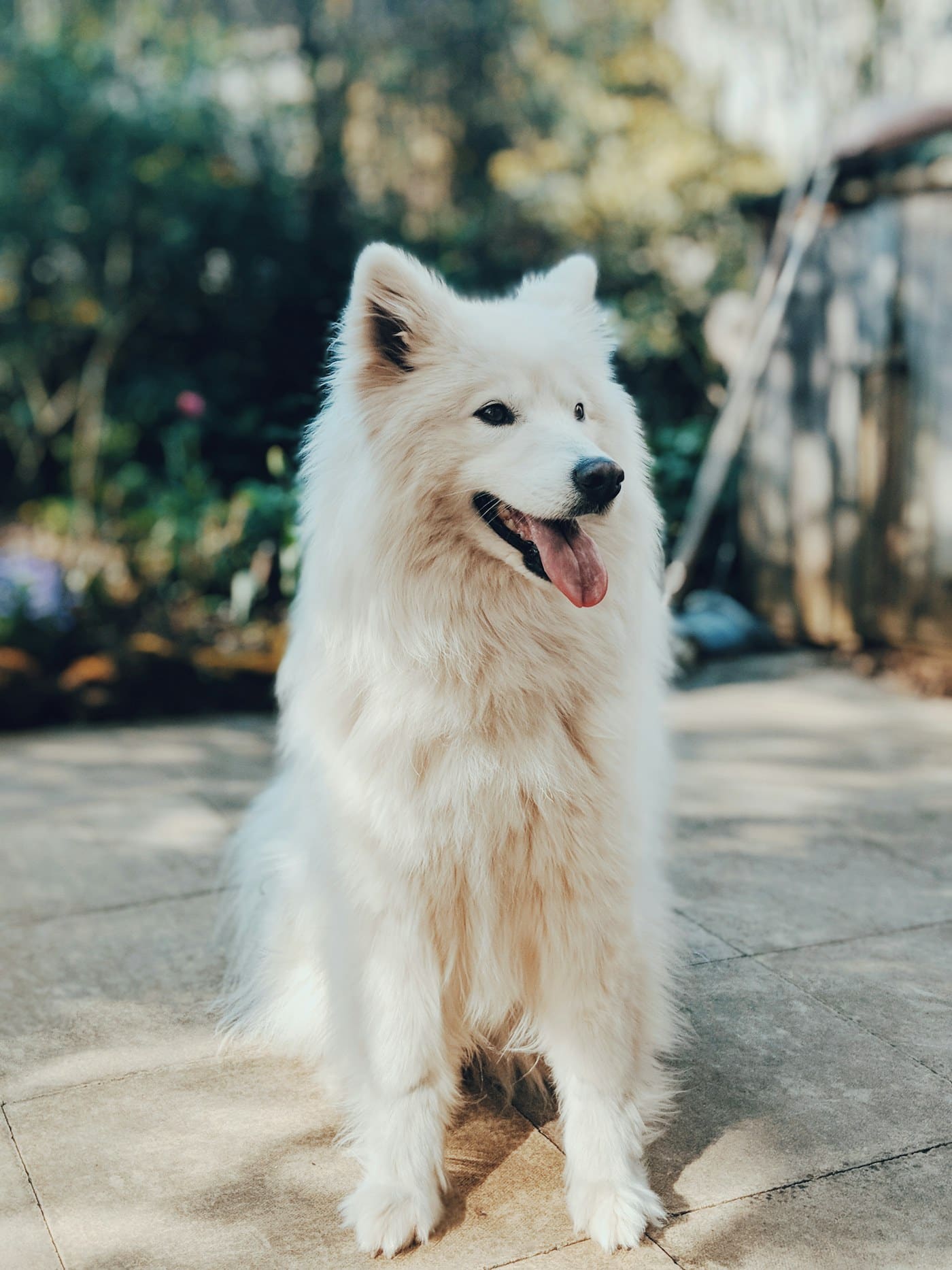 Dog outdoors between Pet Box shipments