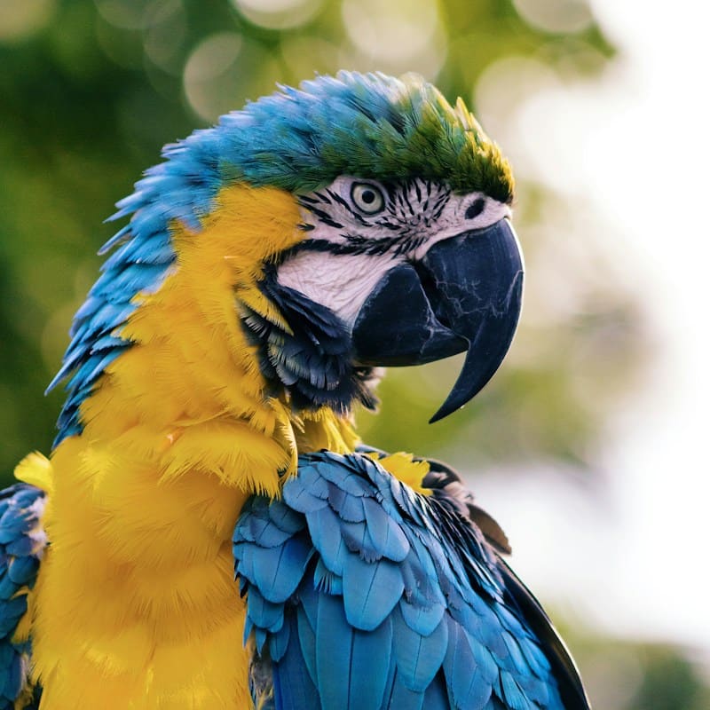Shop bird seed, cages and pet bird supplies
