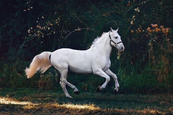 Shop horse feed and equine supplies